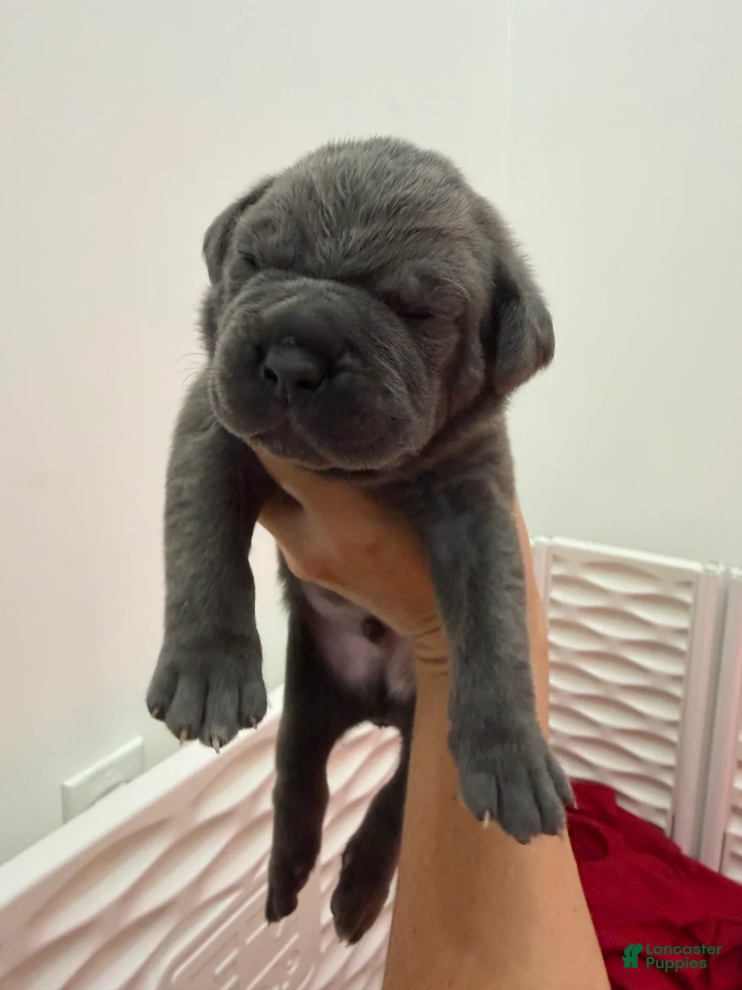 Cane Corso dogs for sale: Light Pink Collar - Janice  - Ad 1