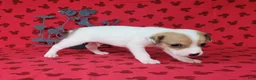 Jack Russell Terrier dogs for sale: CKC Thor *Delivery Available* - Ad 3