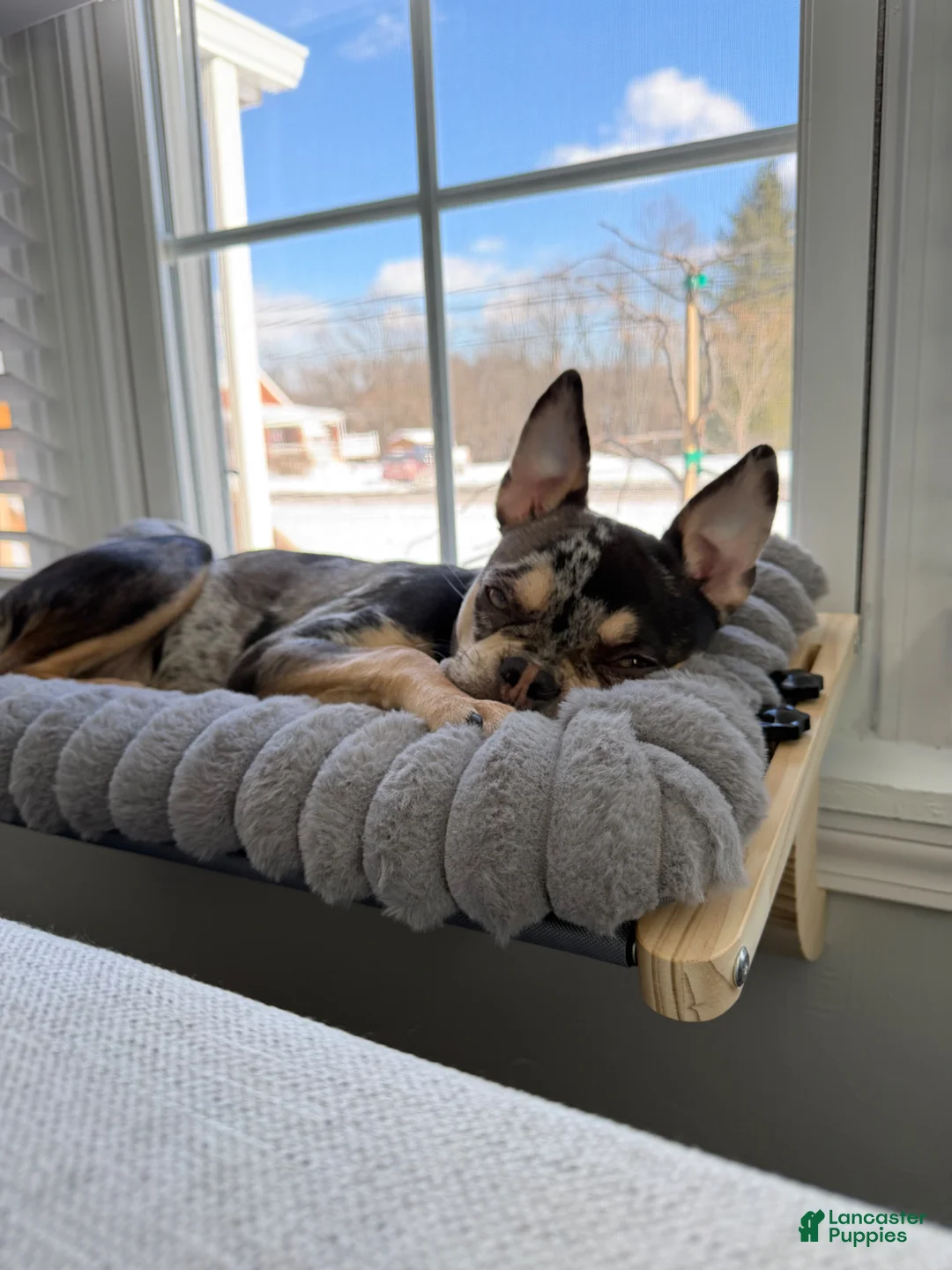 Frenchton dogs for stud: Charlee - Ad 2