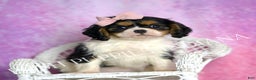 Cavalier King Charles Spaniel dogs for sale: Alice - Ad 3