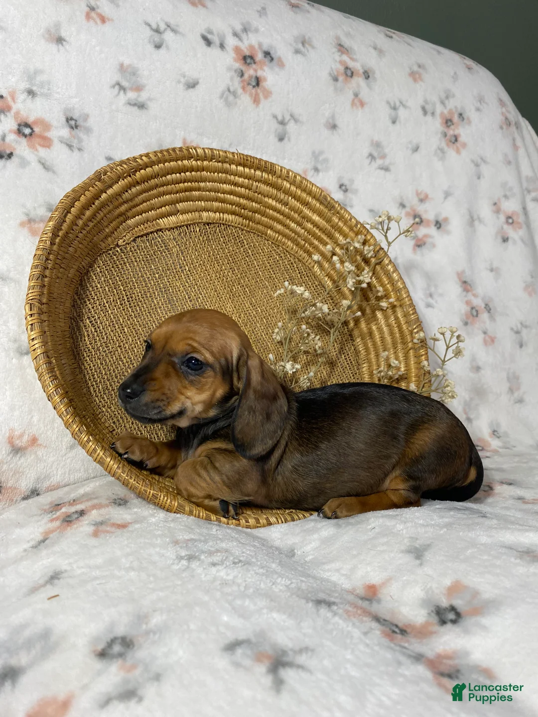 Miniature Dachshund dogs for sale: Miniature Dachshund Puppy 3 - Ad 5