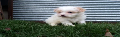 Poppy