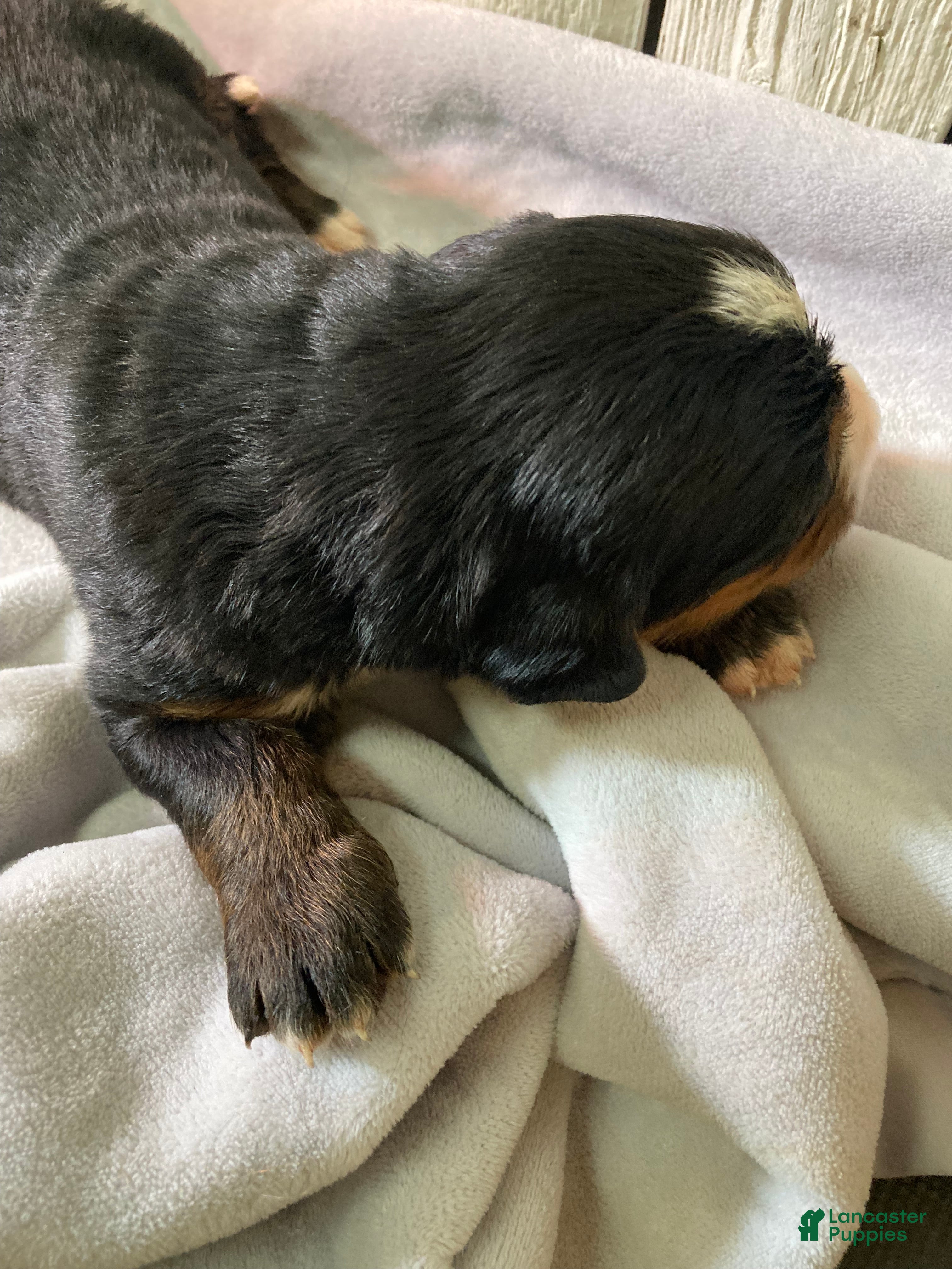 Bernese Mountain Dog dogs Bruiser - Ad 2