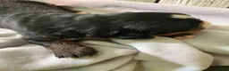 Bernese Mountain Dog dogs for sale: Bruiser - Ad 5