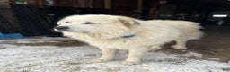 Great Pyrenees dogs for sale: Grey - Ad 3