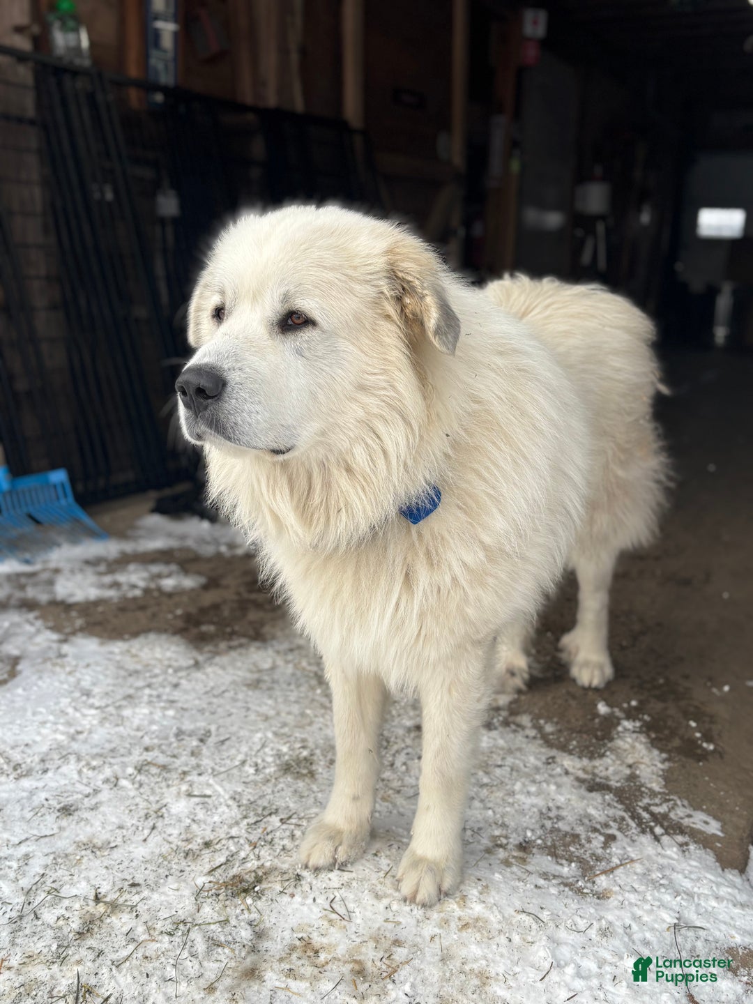 Great Pyrenees dogs for sale: Grey - Ad 3