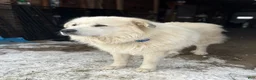 Great Pyrenees dogs for sale: White - Ad 4
