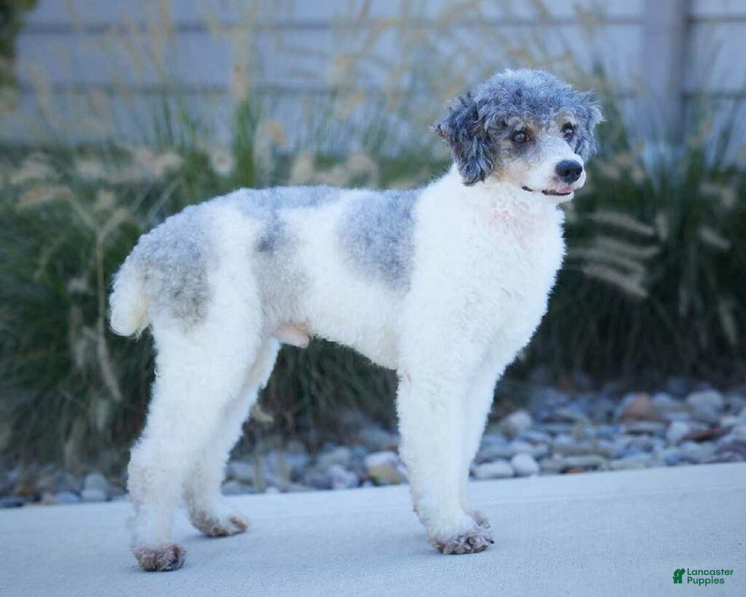 Aussiedoodle dogs for sale: Buddy - Ad 16