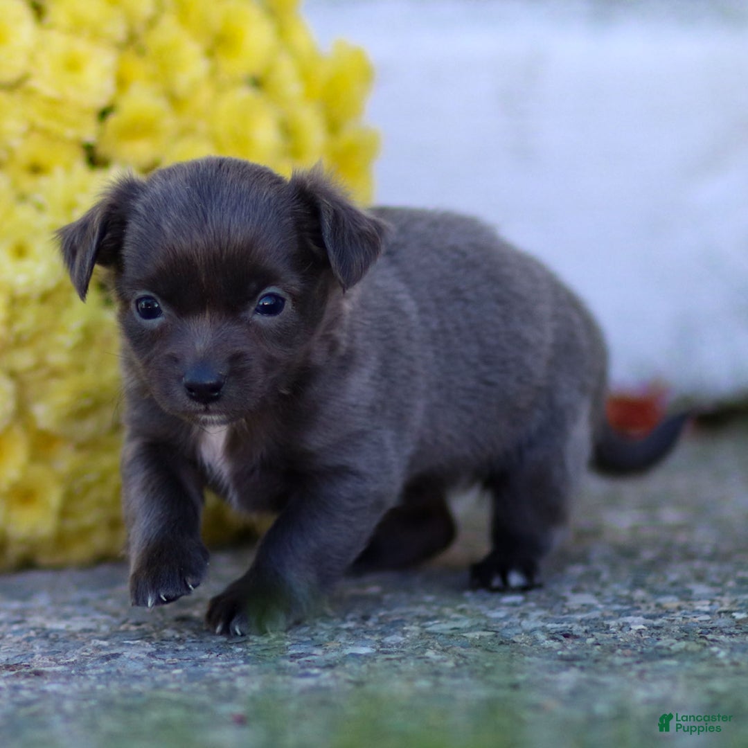 Chihuahua dogs for sale: Penny - Ad 18