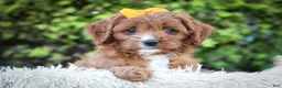 Cavapoo dogs for sale: MAXY - Ad 12