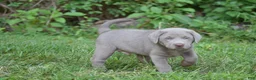 Labrador Retriever dogs for sale: Thunder - Ad 16