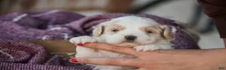 Shihpoo dogs for sale: Marian Shihpoo  - Ad 4