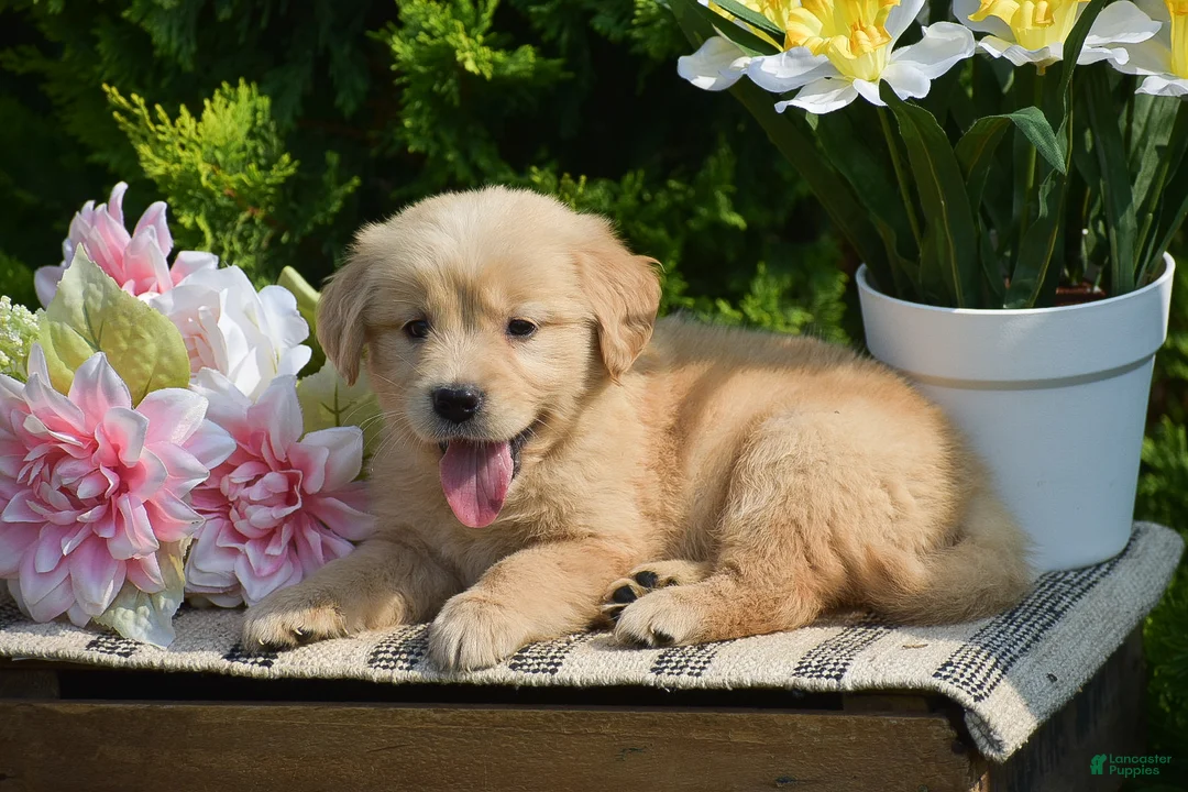 Golden Retriever dogs for sale: Freya - Ad 2