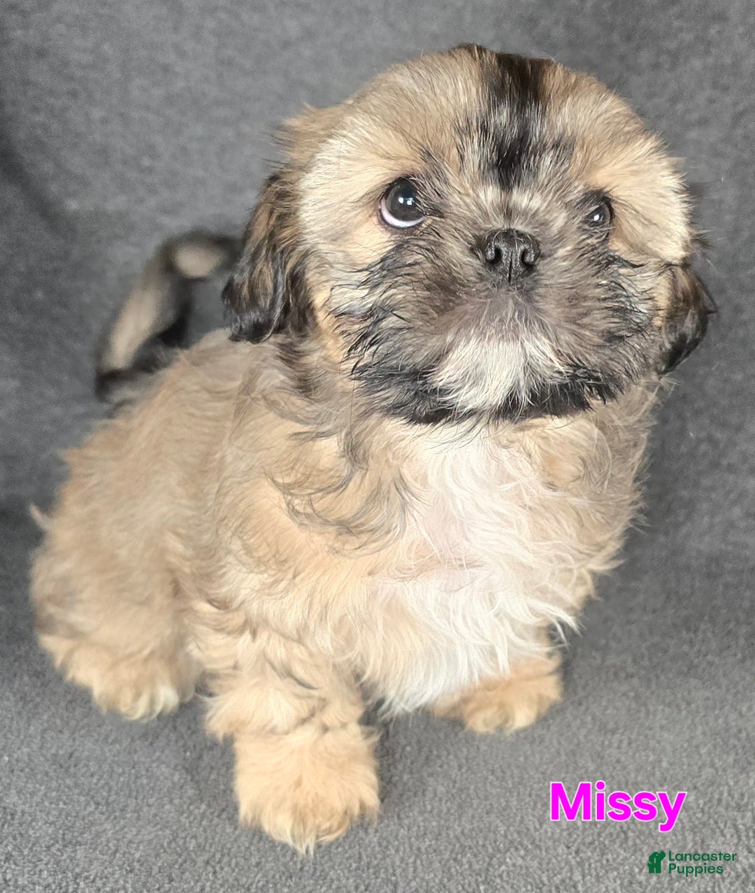 Shih Tzu dogs for sale: Missy - Ad 3