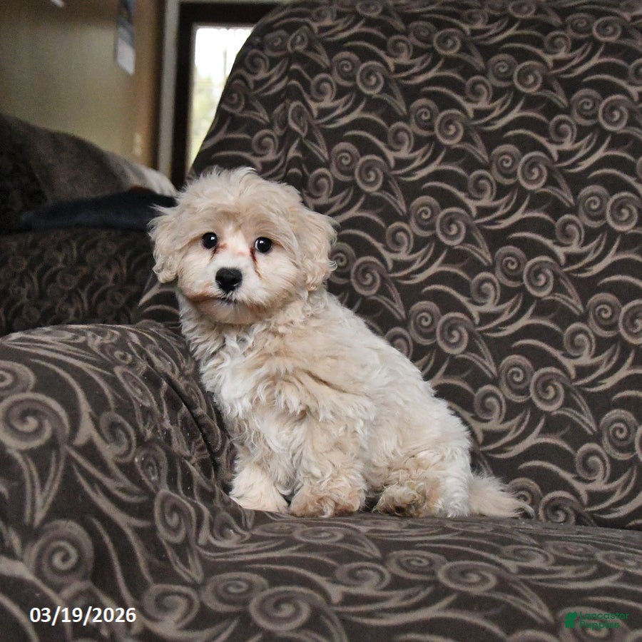 Maltipoo dogs Gorden - Ad 2