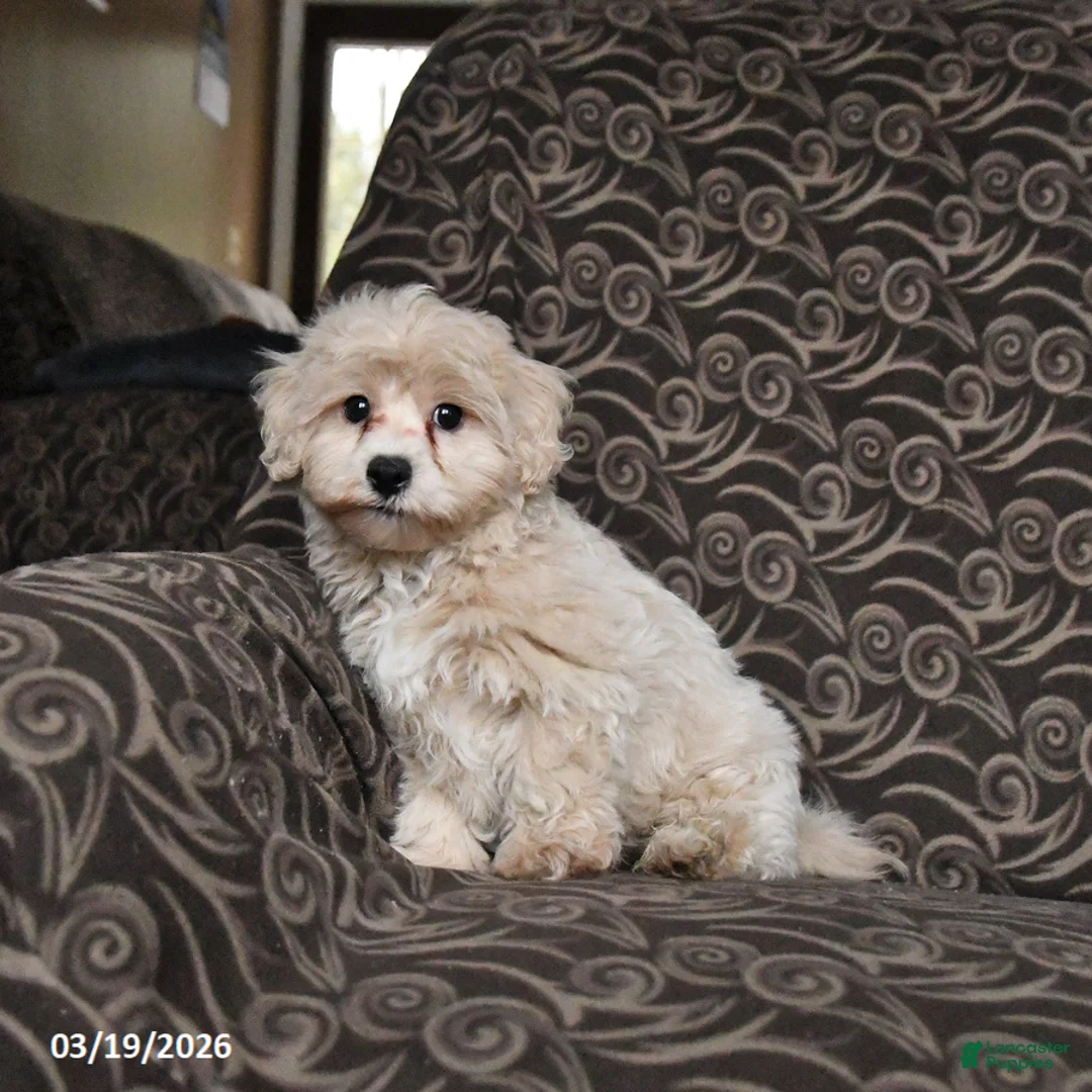 Maltipoo dogs for sale: Gorden - Ad 2