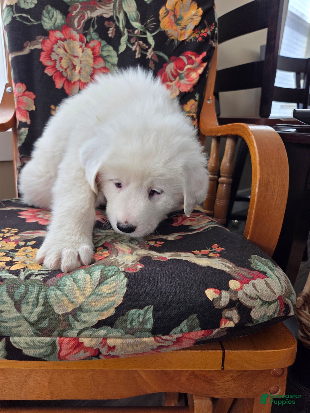 Great Pyrenees dogs for sale: Blizzard - Ad 6