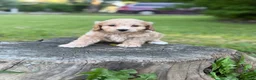Cockapoo dogs for sale: Nova  - Ad 4