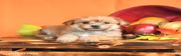 Morkie dogs for sale: Chili - Ad 3