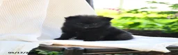 Pomeranian dogs for sale: Johnny - Ad 1