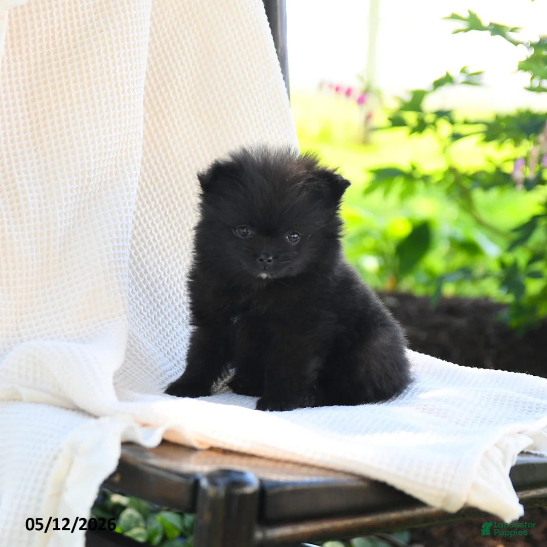 Pomeranian dogs for sale: Johnny - Ad 1