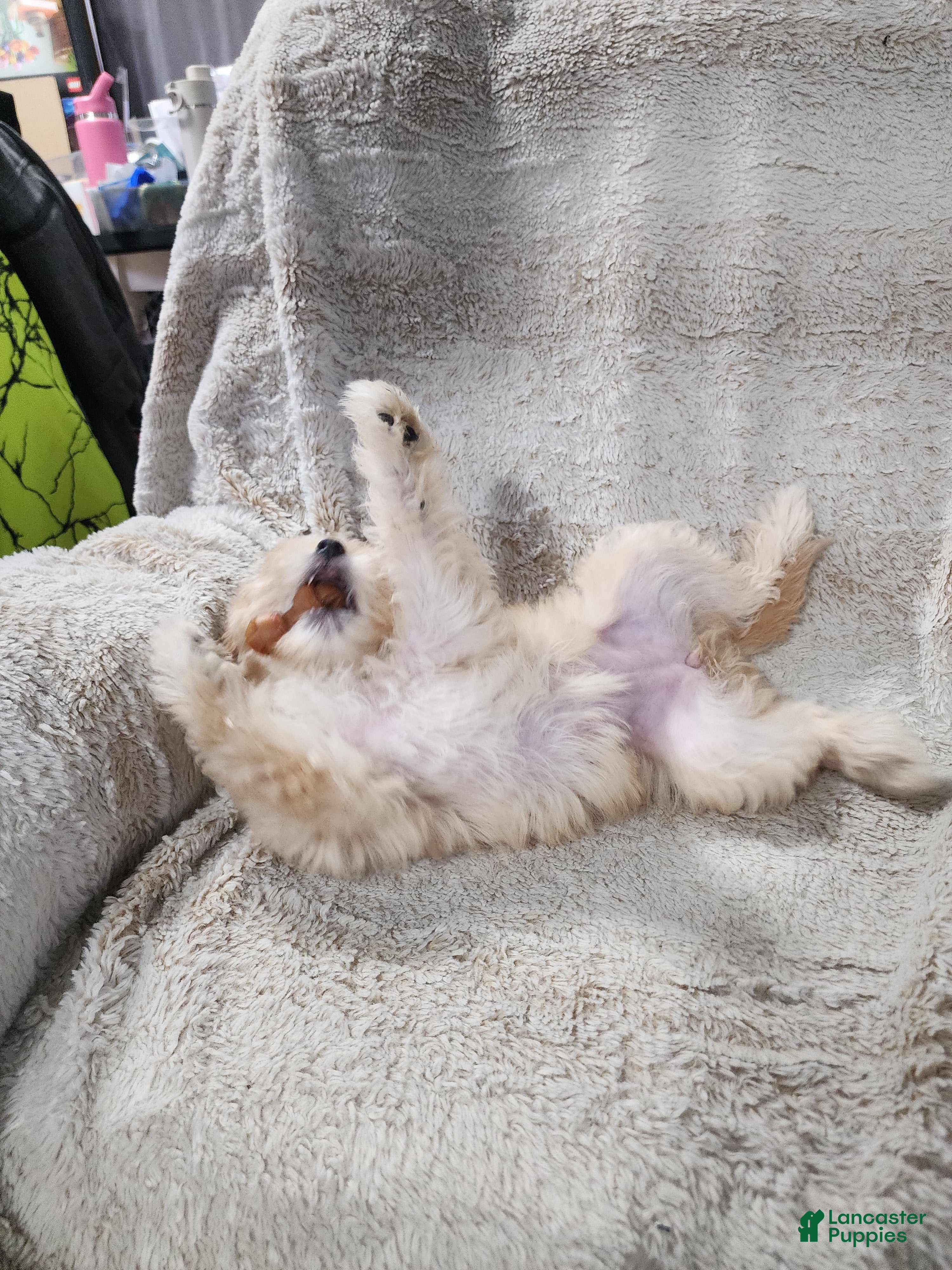 Pomapoo dogs Daisy - Ad 1