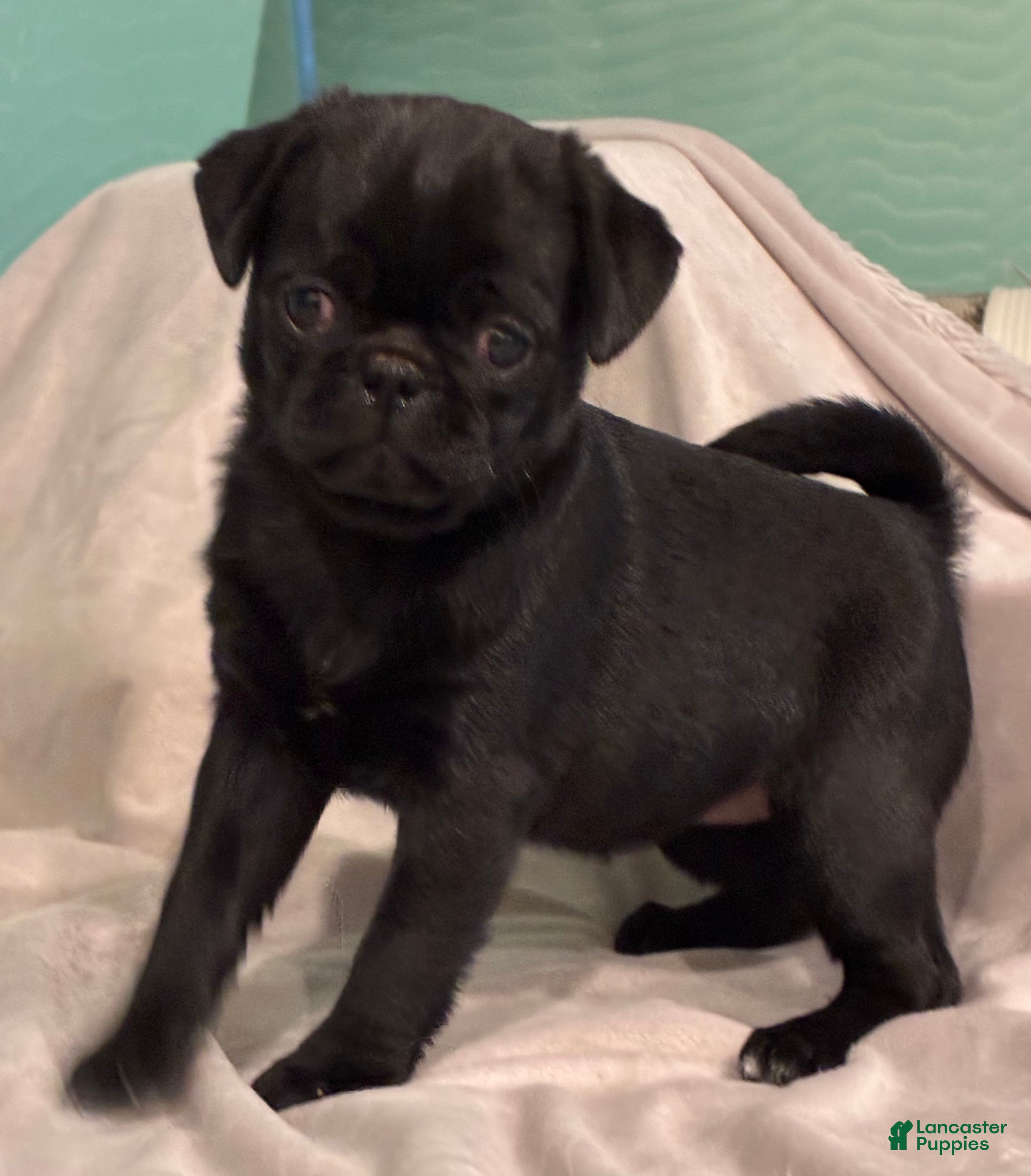 Pug dogs  Addie - Ad 1