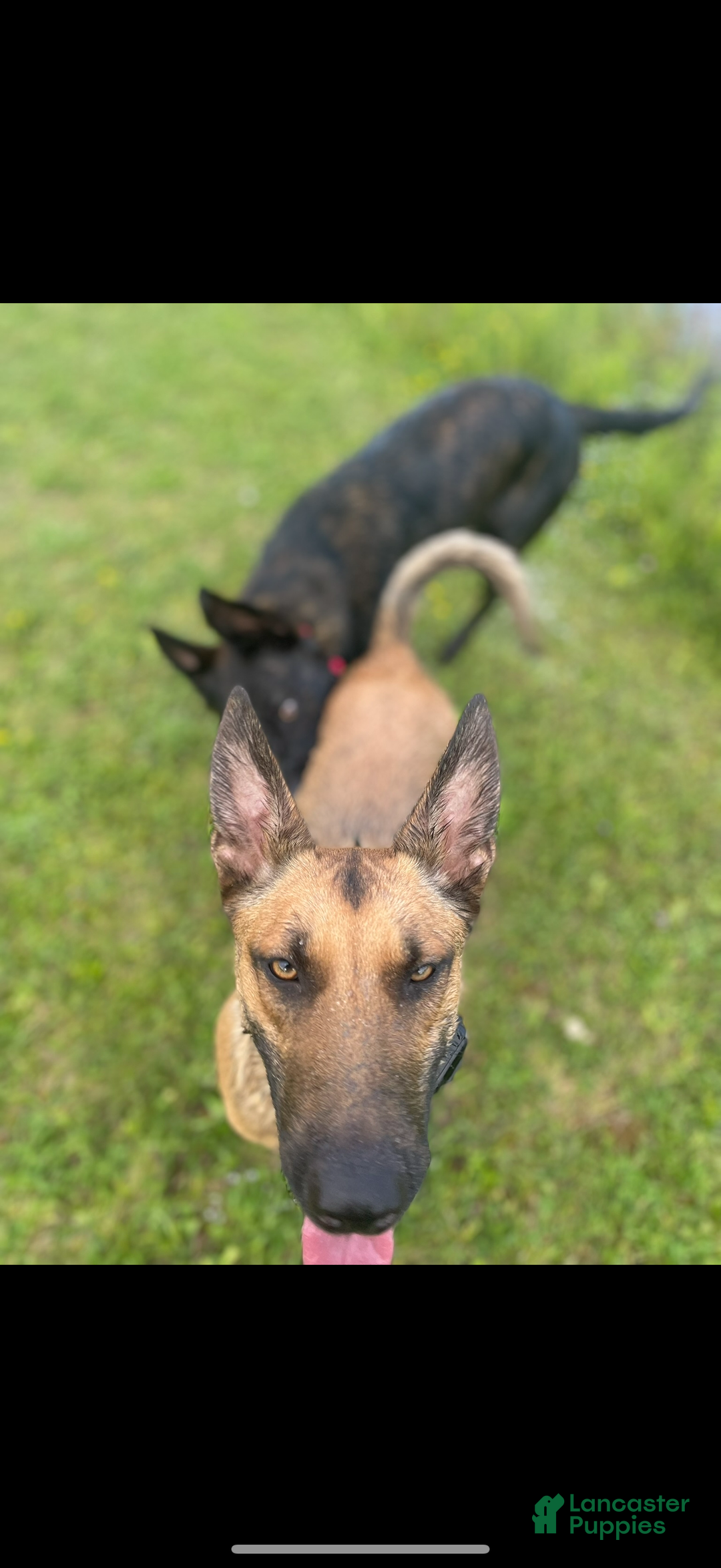 Mixed Breed dogs for sale: Red Collar- Female Fawn - Ad 3