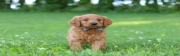 Goldendoodle dogs for sale: Champ - Ad 8