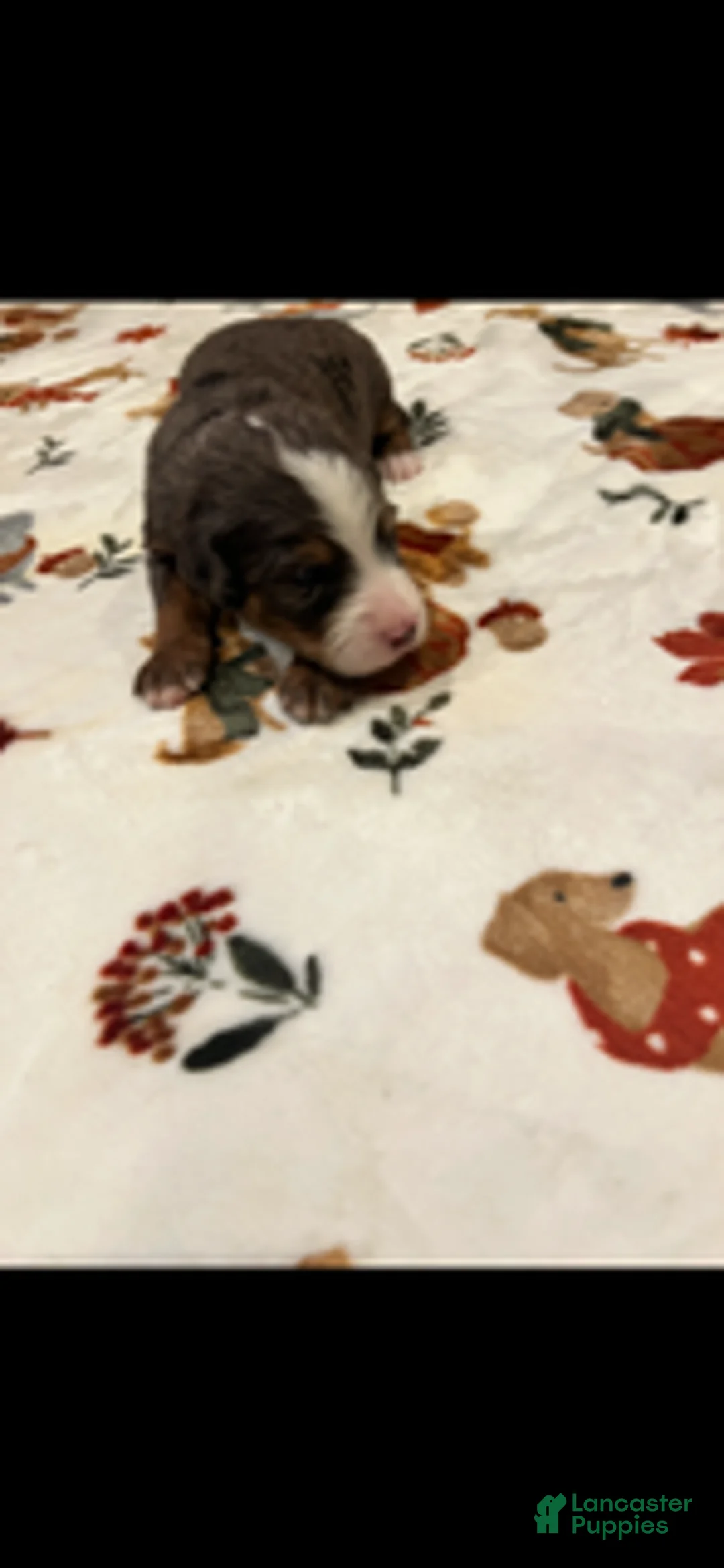Bernedoodle dogs for sale: Green Collar - Ad 4