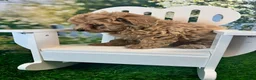 Maltipoo dogs for sale: Georgia - Ad 2