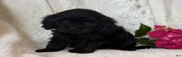 Cavapoo dogs for sale: Shadow - Ad 4