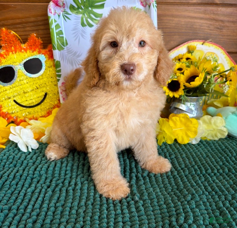 Miniature Labradoodle dogs Taffy - Ad 39