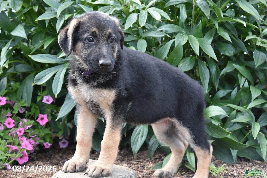 German Shepherd dogs Bena - Ad 2