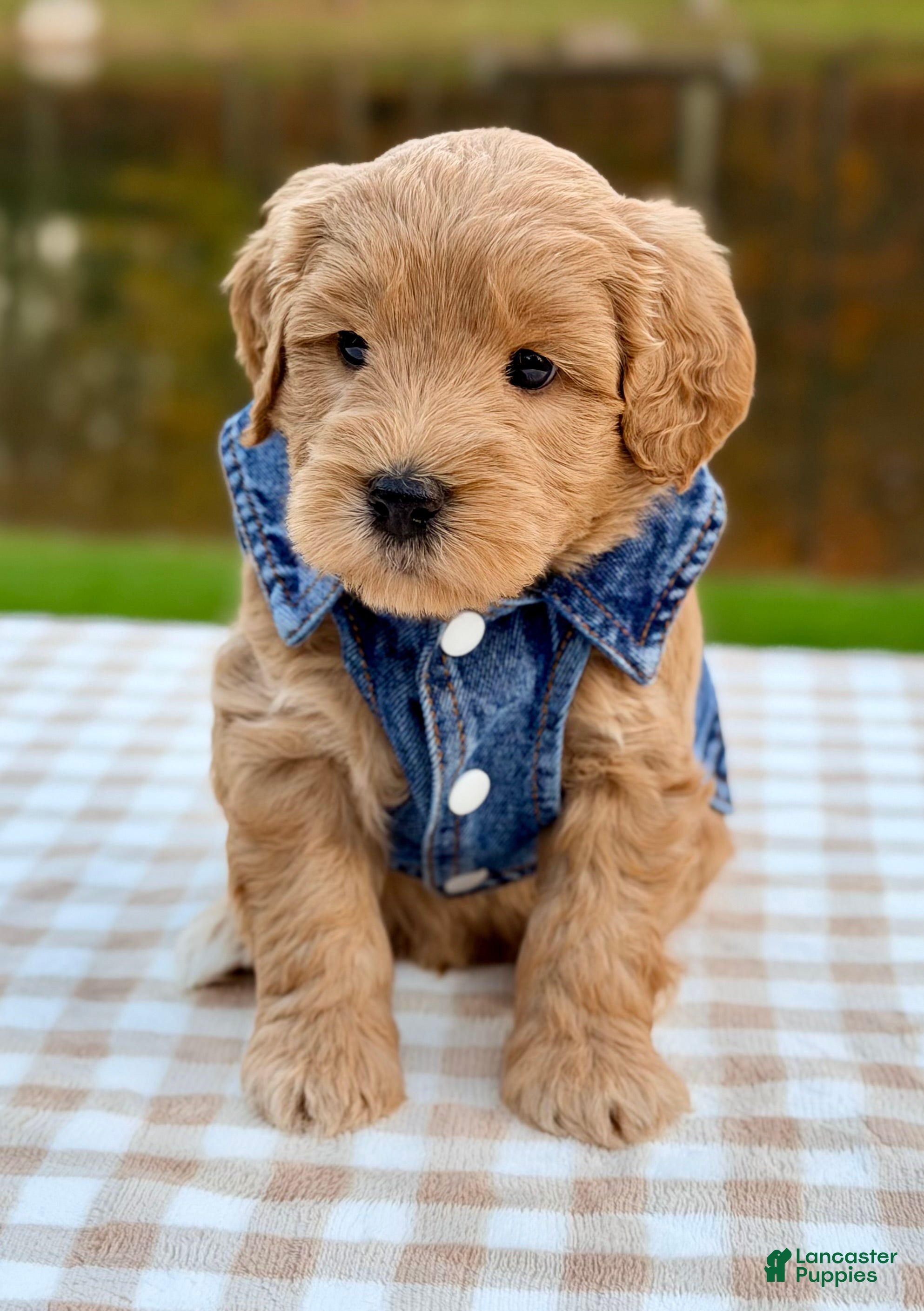 Goldendoodle dogs for sale: Oak-mini  - Ad 2