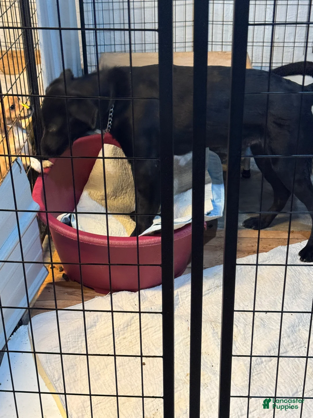 Labrador Retriever dogs for sale: Labrador Retriever Puppy 1 - Ad 3