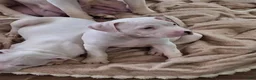 American Pit Bull Terrier dogs for sale: American Pit Bull Terrier 2 - Ad 3