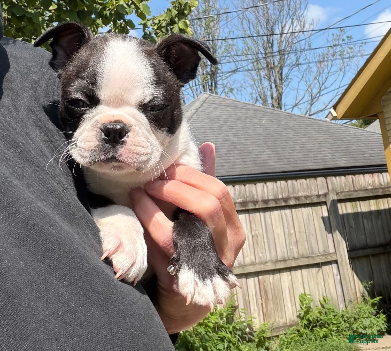 Boston Terrier dogs Boston Terrier 2 - Ad 38