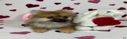Pomeranian dogs for sale: Pomeranian Puppy 1 - Ad 5
