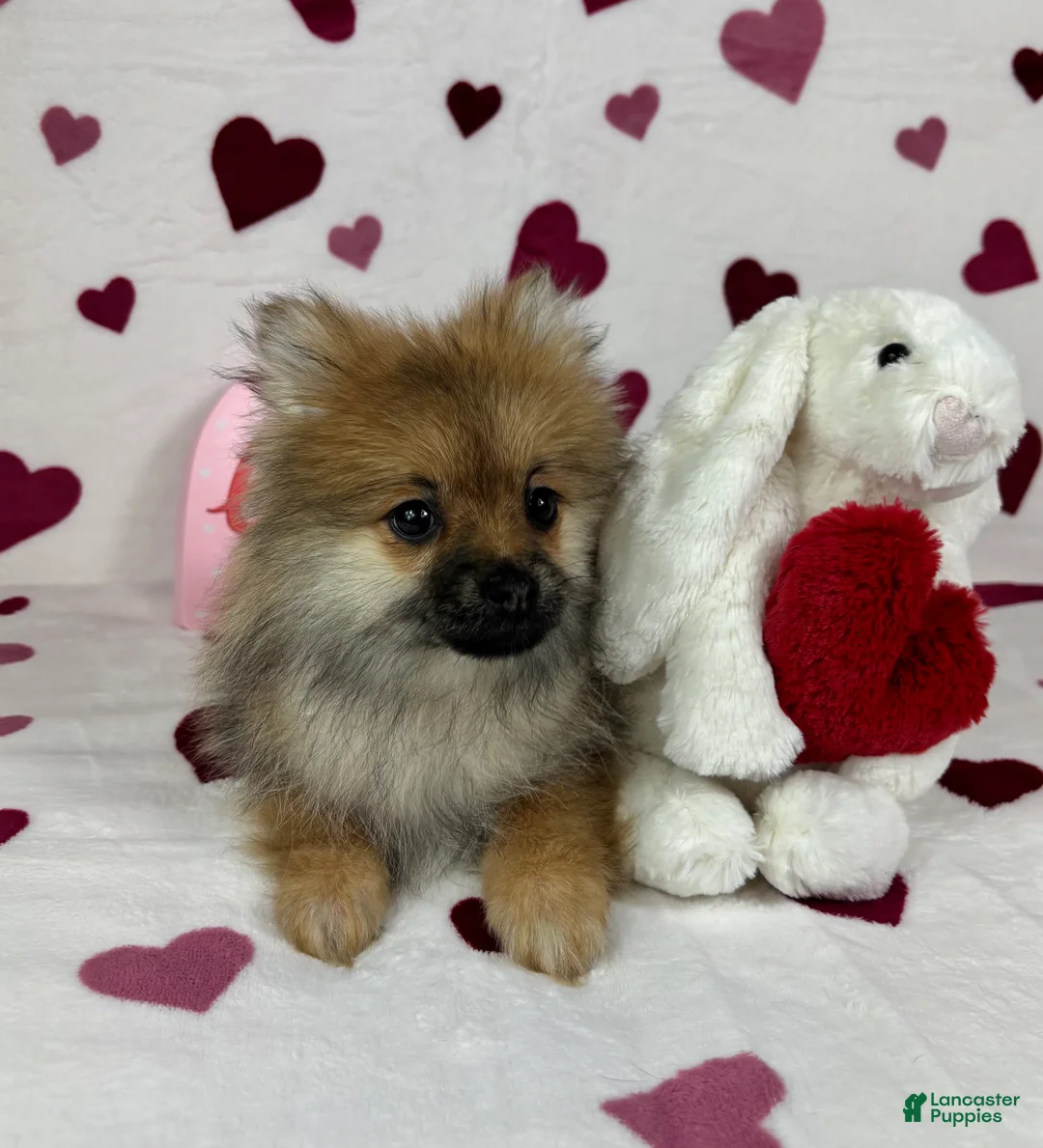 Pomeranian dogs for sale: Pomeranian Puppy 1 - Ad 5