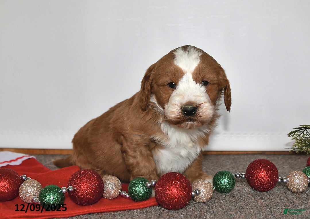 Mini Goldendoodle dogs for sale: Joe - Ad 1
