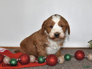 Mini Goldendoodle dogs Joe - Ad 33