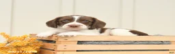 Mixed Breed dogs for sale: Fletcher - Ad 3