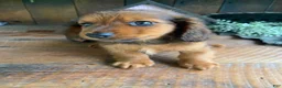 Miniature Dachshund dogs for sale: Bo - Ad 5
