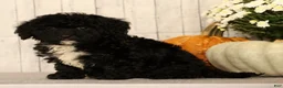 Mini Bernedoodle dogs for sale: Gina - Ad 3