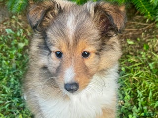 Shetland Sheepdog dogs - Ad 6