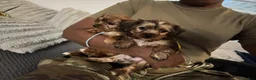 Yorkshire Terrier dogs for sale: AJ (blue) - Ad 6