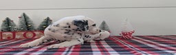 Dalmatian dogs for sale: Barney - Ad 5