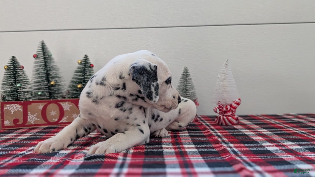 Dalmatian dogs for sale: Barney - Ad 5