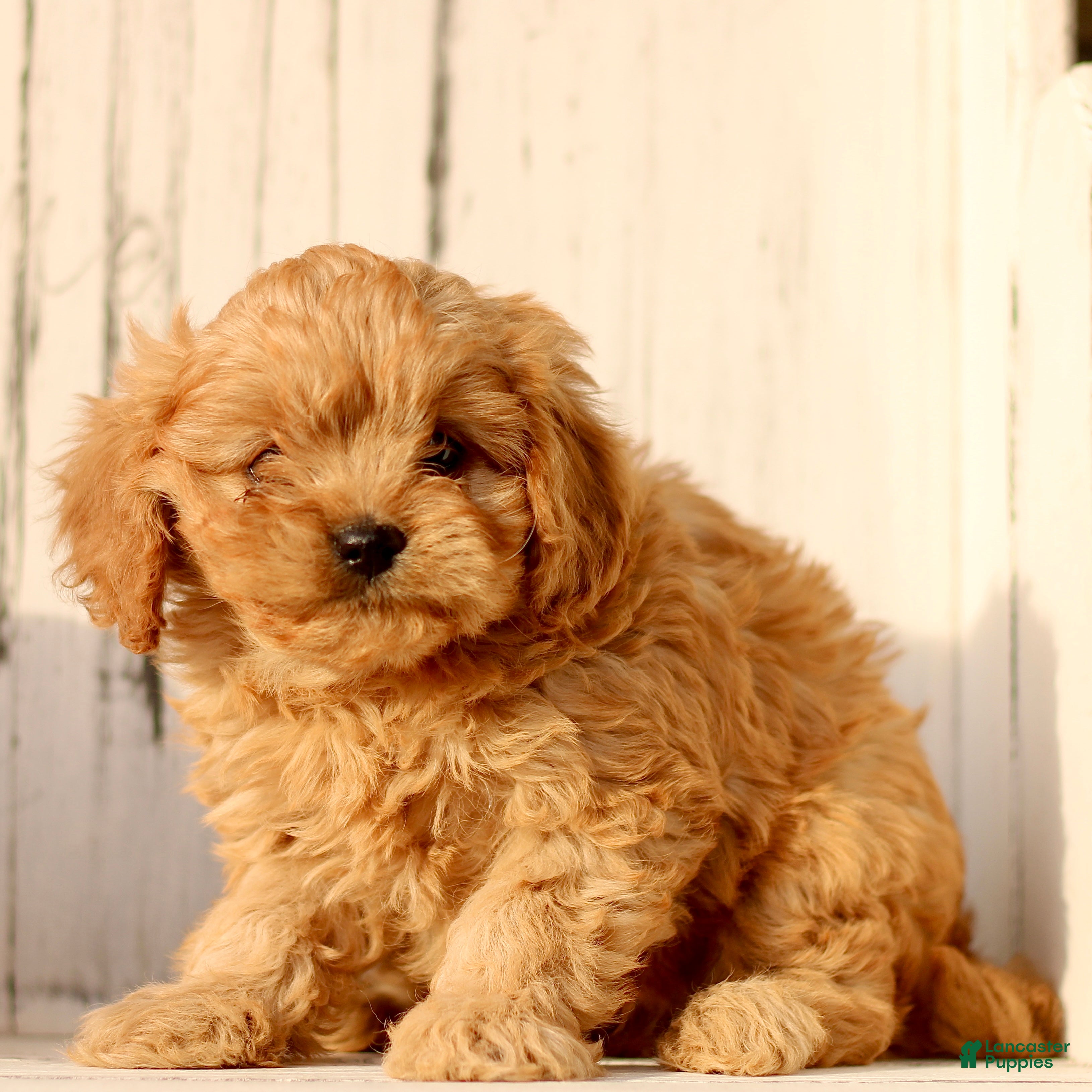 Cavapoo dogs Daffodil  - Ad 11
